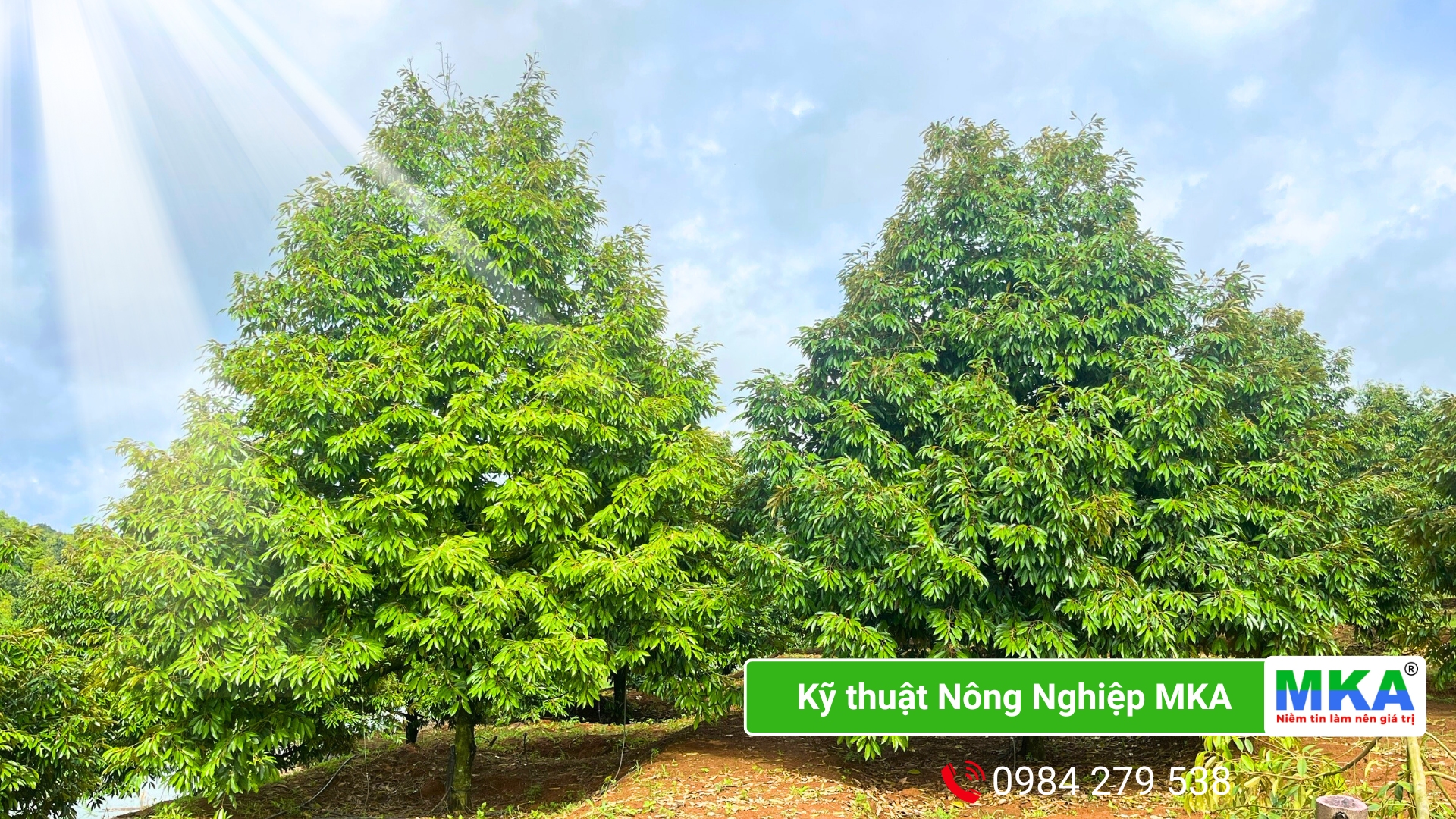 Tăng sức đề kháng cho vườn sầu riêng khỏe kháng bệnh